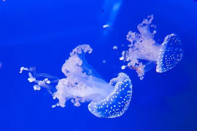 Czy meduzy w Bałtyku są groźne? Jak uniknąć niebezpieczeństwa?