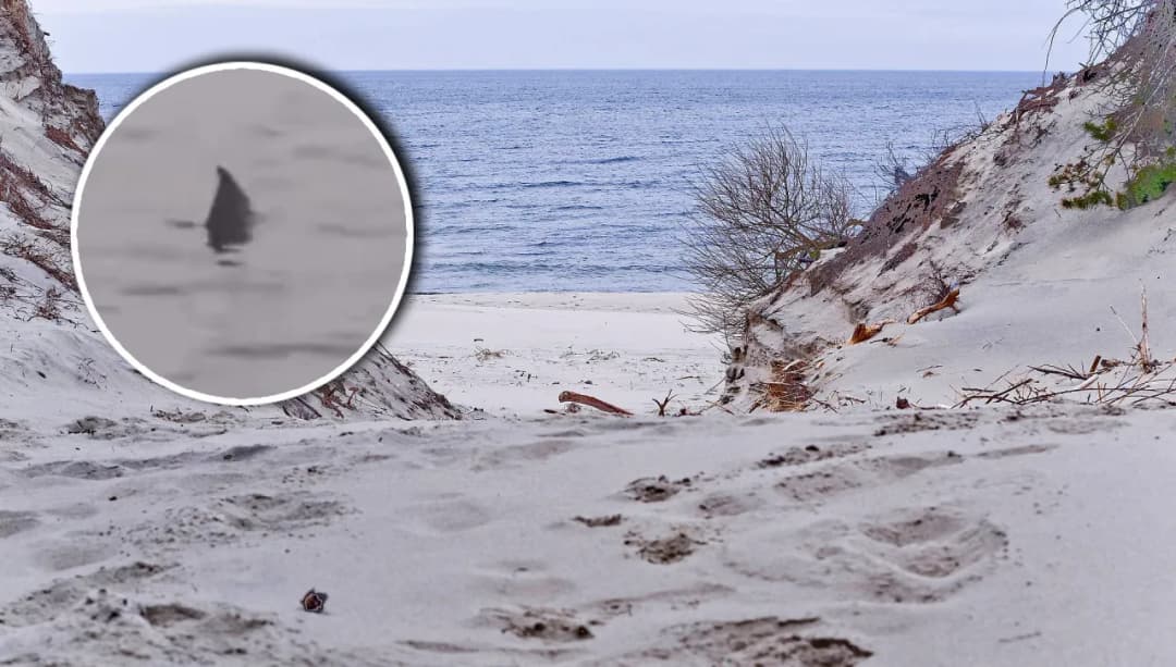 Czy rekiny są w Bałtyku? Bezpieczne czy groźne dla ludzi?