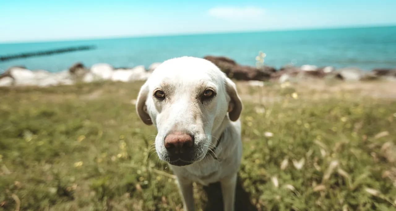 Gdzie nad morze z psem - najlepsze plaże i atrakcje dla czworonogów